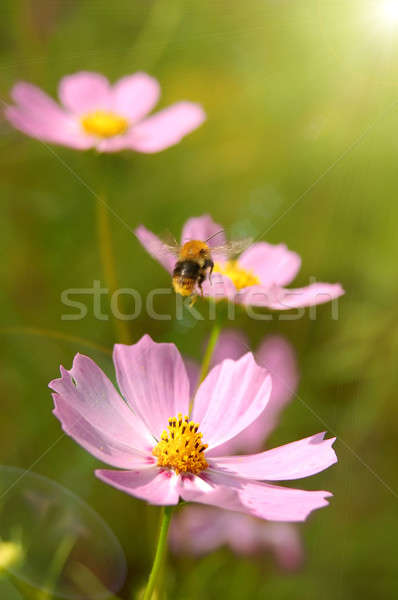 Foto d'archivio: Battenti · ape · fiori · primavera · sole · arancione