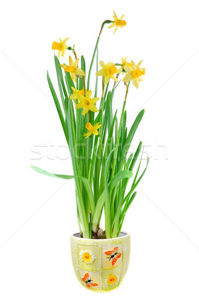 narcissus in the pot isolated on white Stock photo © artjazz
