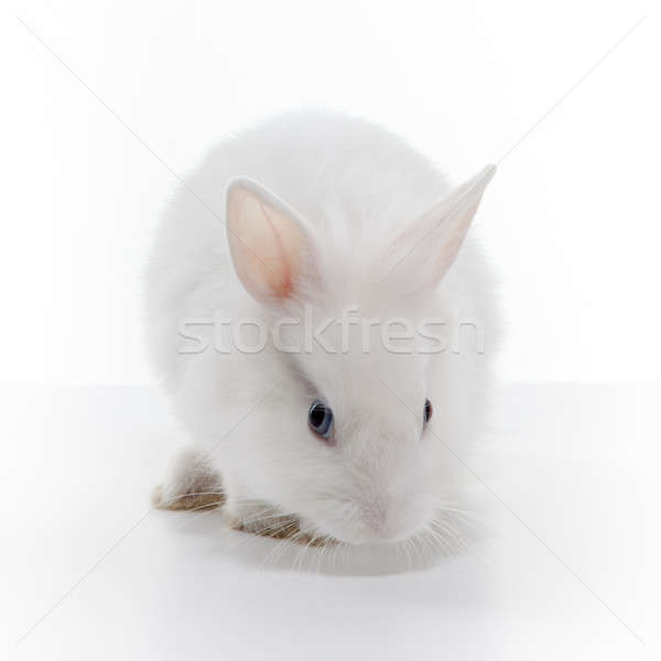 Stock photo: White rabbit isolated on white background