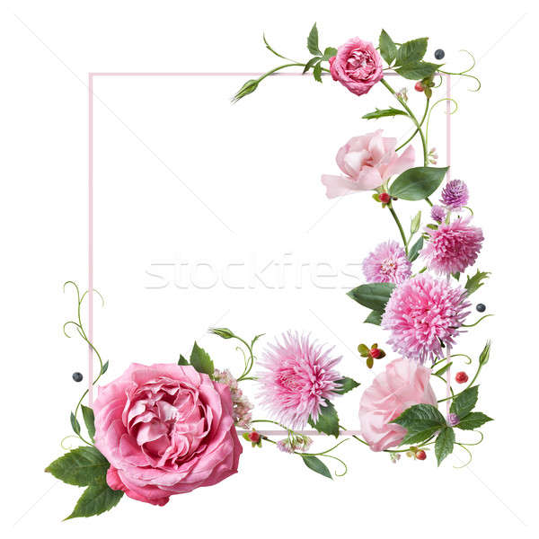 Foto d'archivio: Frame · rosa · fiori · foglie · petali · isolato