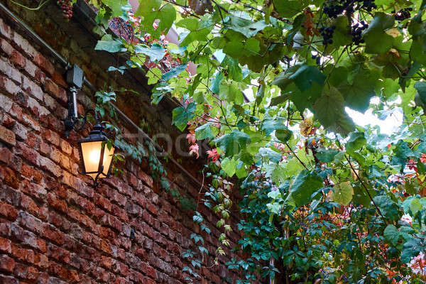 old brick wall Stock photo © artjazz