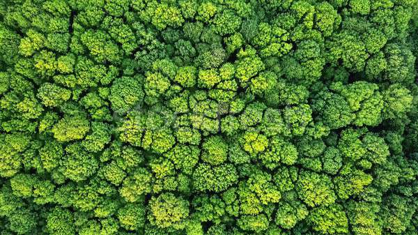 Aerial view spring forest. Natural green background. Photo from the drone Stock photo © artjazz