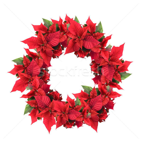 christmas wreath from poinsettia Stock photo © artjazz