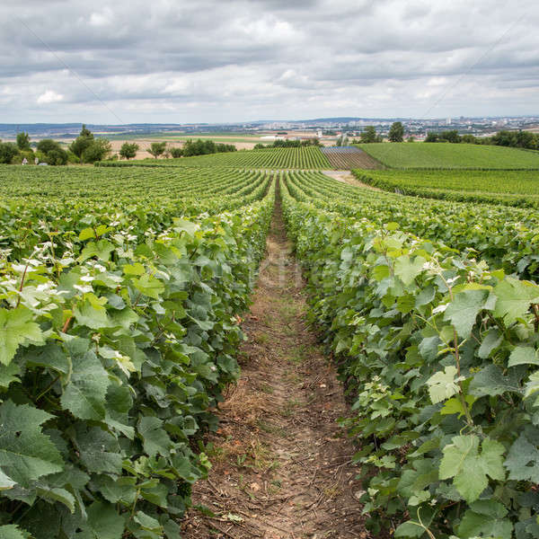 Vineyard landscape, Montagne de Reims, France Stock photo © artjazz