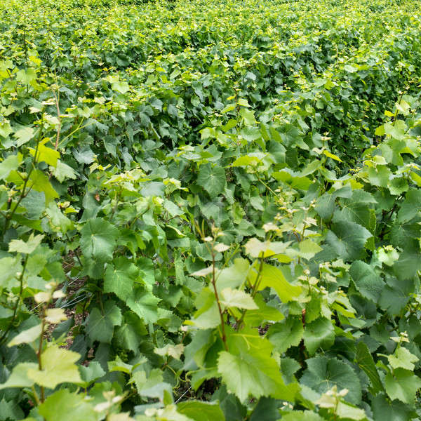 Vineyard landscape Stock photo © artjazz