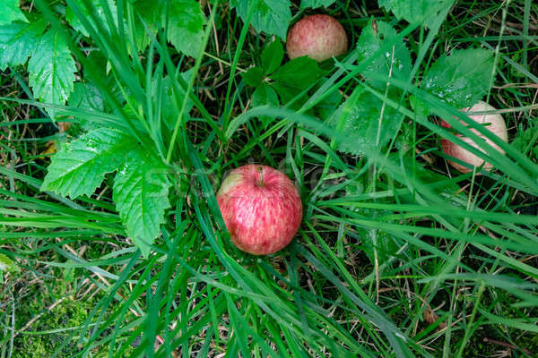 Ripe apples fell in the grass in the village garden. Harvest time. Top view Stock photo © artjazz