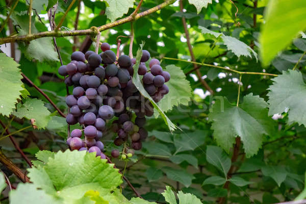 In the garden is a branch of bunches of grapes. Growing Organic Food Stock photo © artjazz