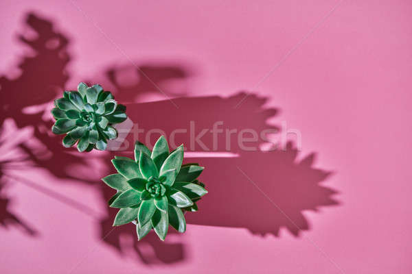 Haut vue coup succulent usine feuilles vertes [[stock_photo]] © artjazz