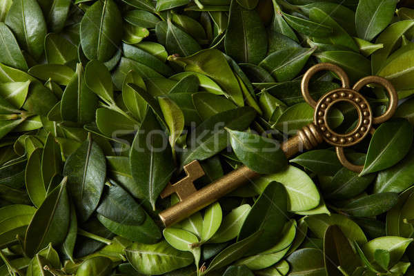 Green leaves and key Stock photo © artjazz