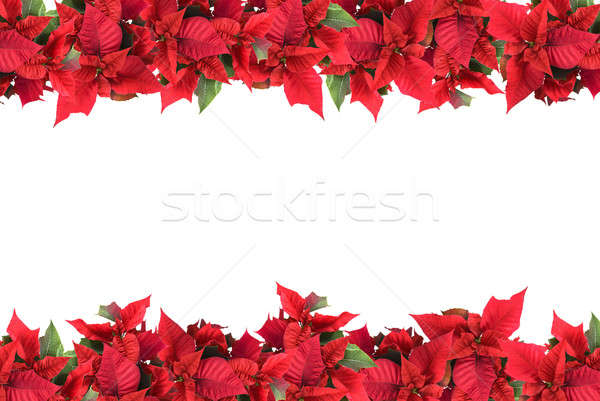 christmas frame from poinsettias isolated on white Stock photo © artjazz