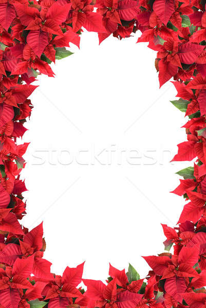 christmas frame from poinsettias isolated on white Stock photo © artjazz