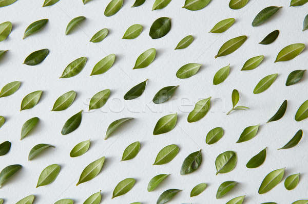 Zöld levelek minta fehér természet háttér keret Stock fotó © artjazz