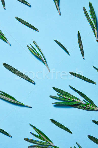 Rosemary green leaves on blue background, flat lay Stock photo © artjazz