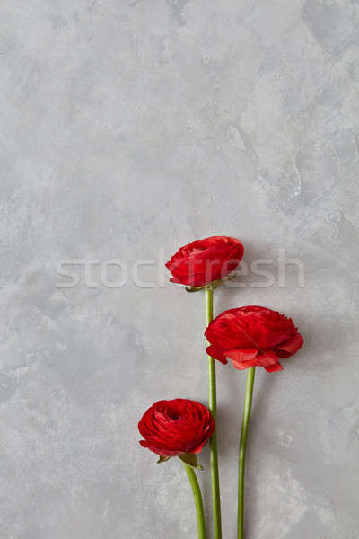 three red rose flowers on a gray background Stock photo © artjazz