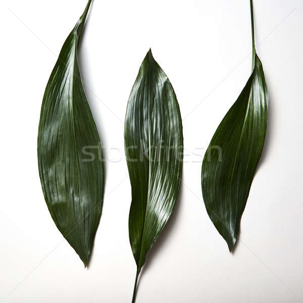 Tropical evergreen leaves three isolated on white background Stock photo © artjazz