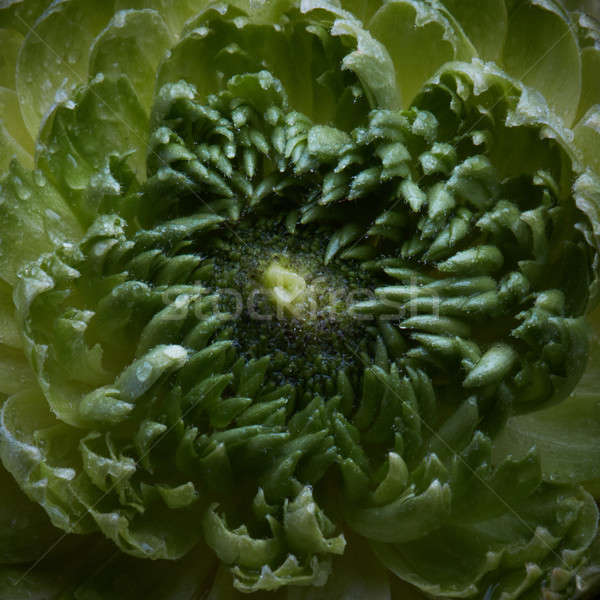 Stockfoto: Macro · foto · detail · groene · kruidnagel · bloem