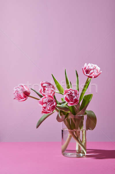 Beautiful tulips in a glass vase on a pink background. Stock photo © artjazz