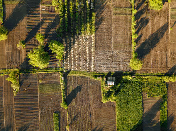 aerial view agriculture field summer day Stock photo © artjazz