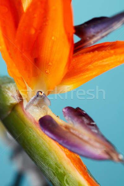 Violet orange petals of strelitzia with drops of water on a blue Stock photo © artjazz