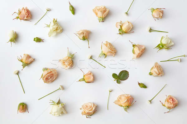 Rosas macio folhas branco ver Foto stock © artjazz
