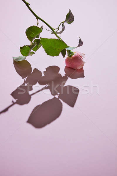 Pink rose with buds against a pink background with shadow. Stock photo © artjazz