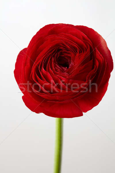 red ranunculus flower on a gray background Stock photo © artjazz