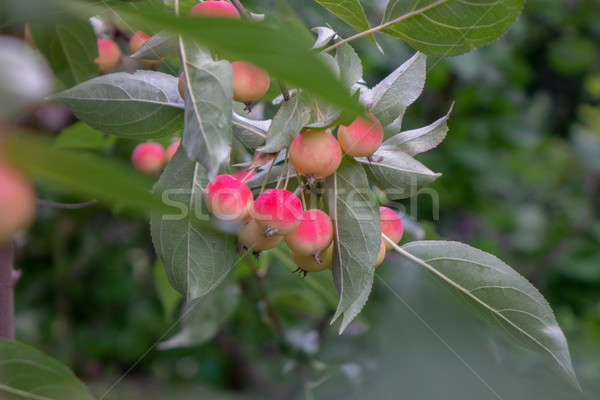 Dekoratív édenkert érett almák fa kert Stock fotó © artjazz