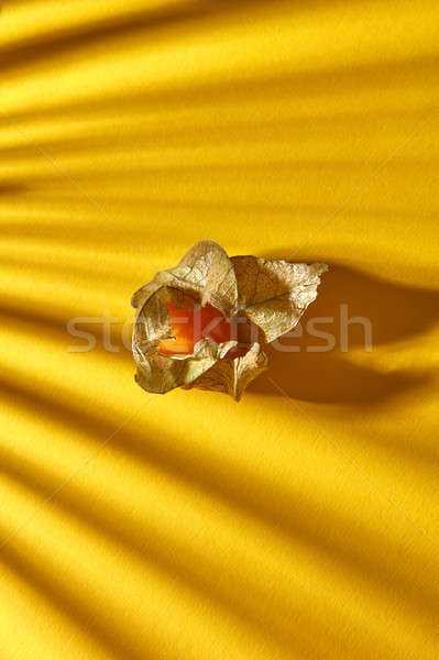 Close up view of yellow ripe, juicy physalis single fruit with striped shadows on a yellow backgroun Stock photo © artjazz