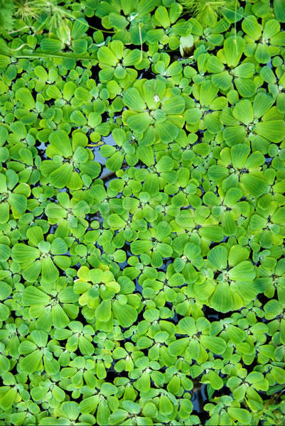 background from green duckweed in water  Stock photo © artjazz