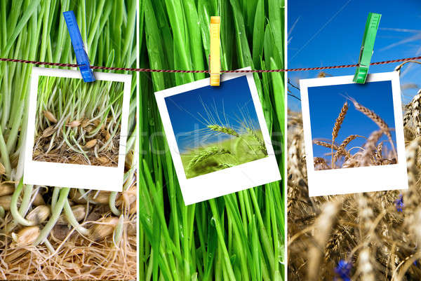 photos of wheat hang on rope with pins. Seasonal growth concept Stock photo © artjazz