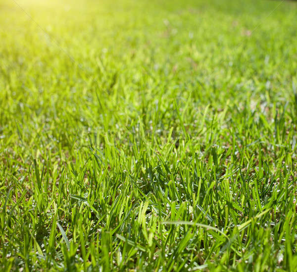 background of grass Stock photo © artjazz