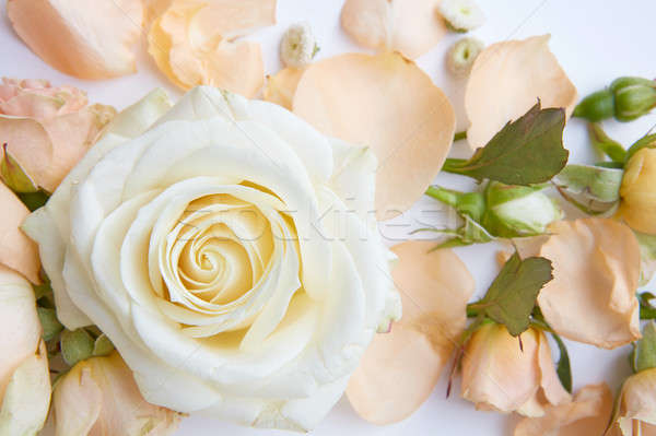 Foto stock: Branco · rosa · doce · cor · rosas · macio