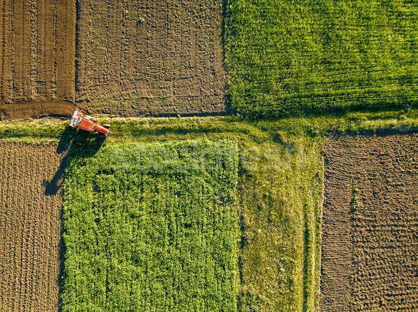 птиц глаза мнение сельскохозяйственный полях Сток-фото © artjazz