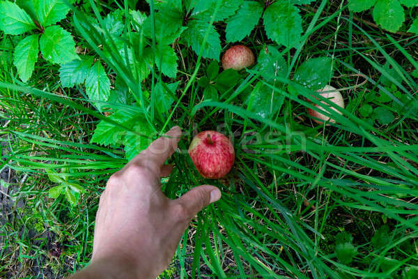 A man's hand picks up a ripe apple from the grass in the garden. The concept of a eco-friendly food. Stock photo © artjazz