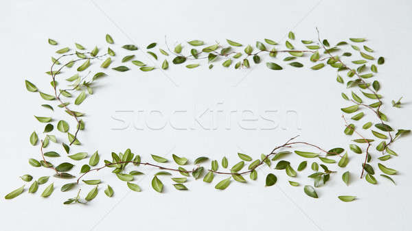 商業照片: 綠葉 · 白 · 複製空間 · 使用 · 情緒 · 情懷