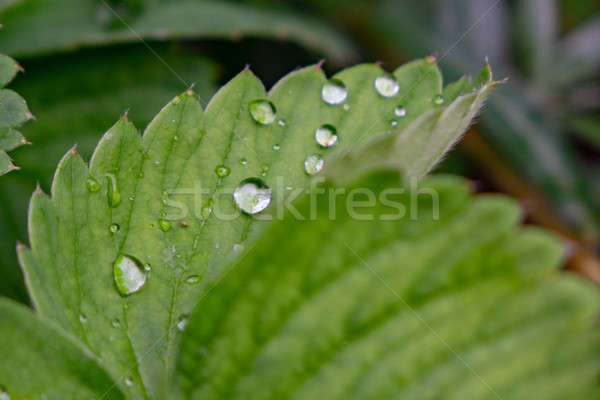 Primer plano fresa hojas gotas macro foto Foto stock © artjazz