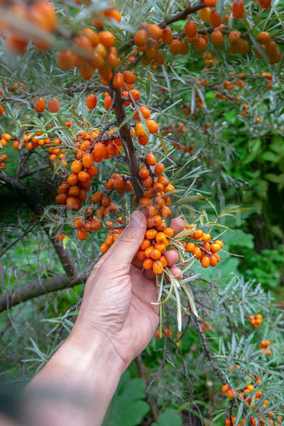 Fresh berries of sea-buckthorn on a branch, a man's hand gathers ripe berries. Organic Homemade Food Stock photo © artjazz