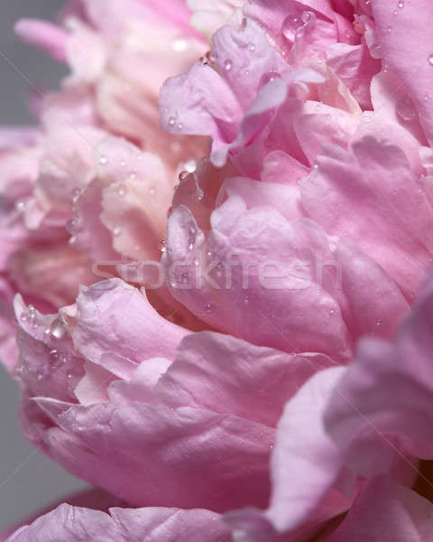 Macro photo of a pink peony with drops of water. Natural background Stock photo © artjazz