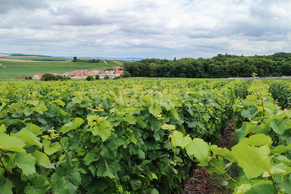Vineyard landscape in France Stock photo © artjazz