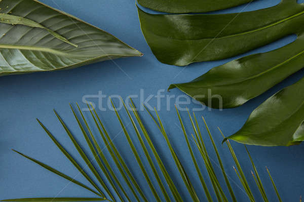 Green leaves isolated Stock photo © artjazz