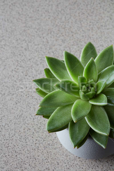 Top groene tips sappig bloem Stockfoto © artjazz