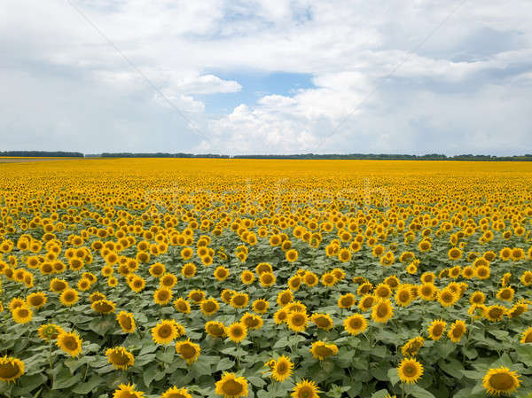 Minunat câmp floarea soarelui noros cer Imagine de stoc © artjazz