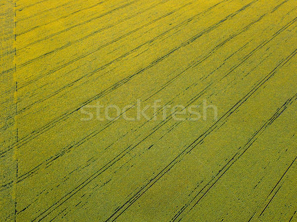 Aerial view from the drone to fields with crops in the spring at sunset Stock photo © artjazz