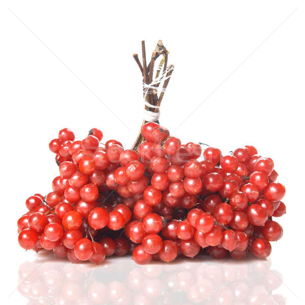 Berries of red Viburnum Stock photo © artjazz
