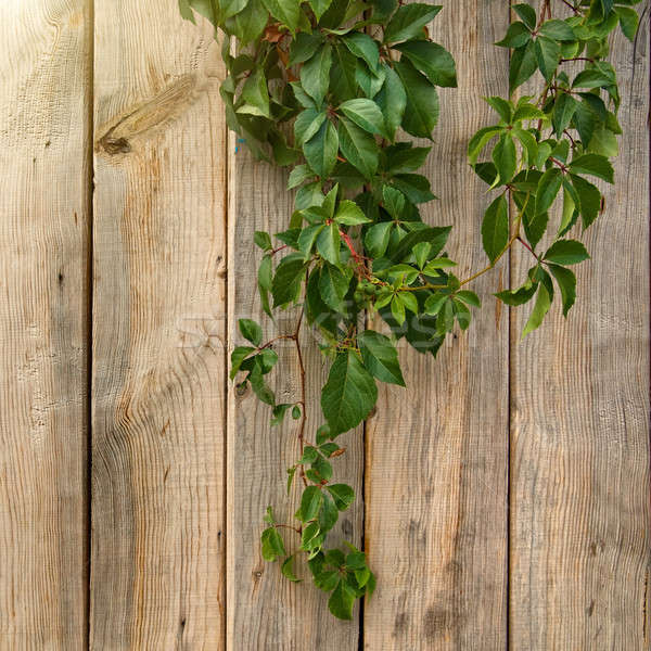Stock photo: wooden wall with green leaves