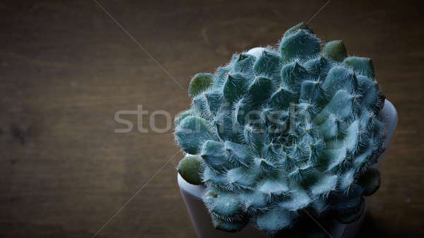 Succulent Echeveria Bristly in the flowerpot on a wooden table Stock photo © artjazz