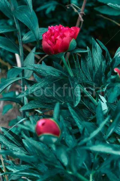 Beautiful view of red peony flower in the garden Stock photo © artjazz