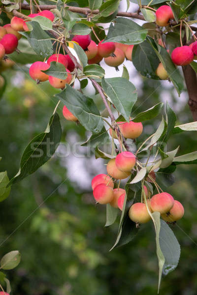 Grünen Zweig voll rot Äpfel Hintergrund Stock foto © artjazz