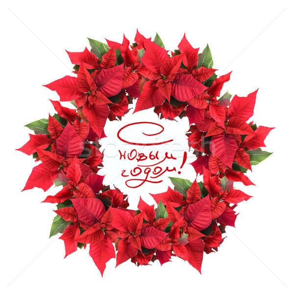 christmas wreath from poinsettia Stock photo © artjazz