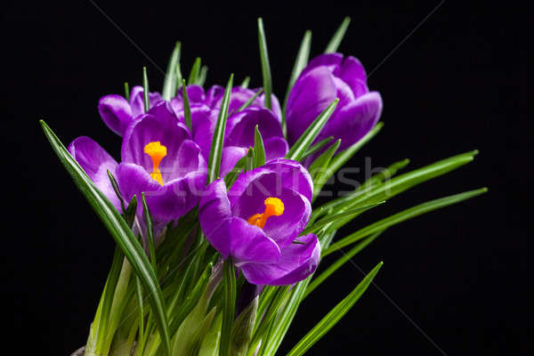 Krokus Bouquet schwarz isoliert Garten Hintergrund Stock foto © artjazz